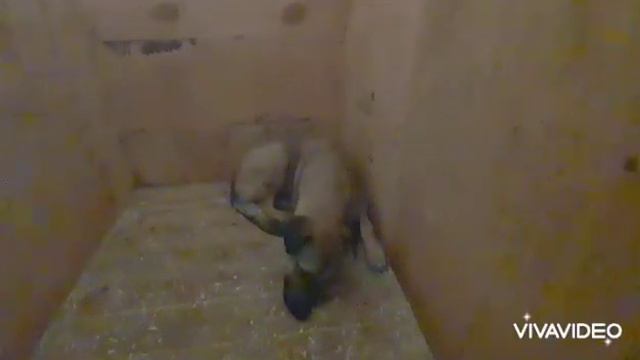 Собака не понимает, почему его не забирают домой смотреть онлайн