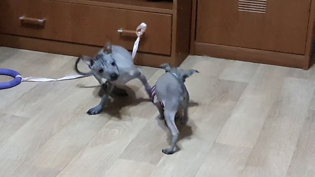 Миниатюрные мальчишки Ксолоитцкуинтли