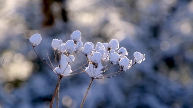 24 января 2022 День памяти Феодосия Антиохийского и Феодосия Великого. Федосей Весняк. Приметы. смотреть онлайн