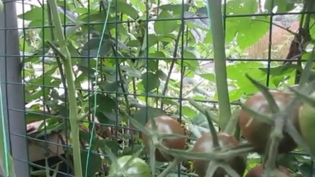 Преимущества черри. У меня поспели Black Cherry.