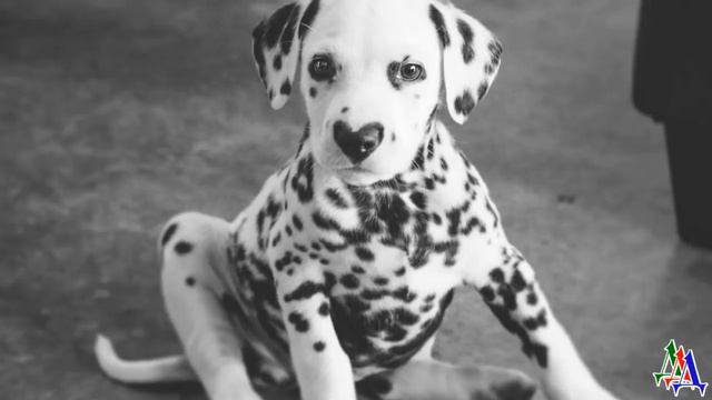 Щенок Вайс 1 Из за неказистого внешнего вида от щенка решили избавиться смотреть онлайн