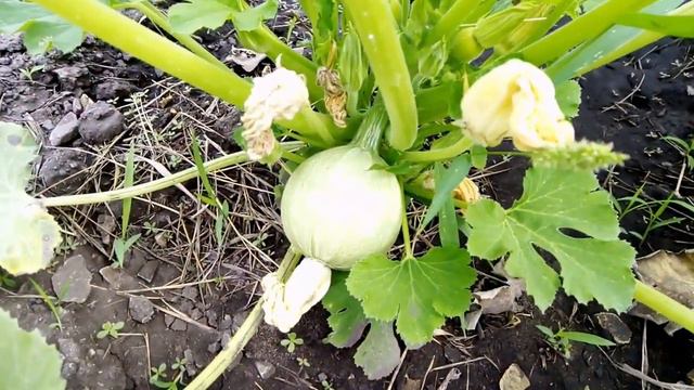 Дача в конце июля 2021 г