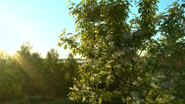 Родные края. Асиновский район. Мусоргский - Увертюра смотреть онлайн