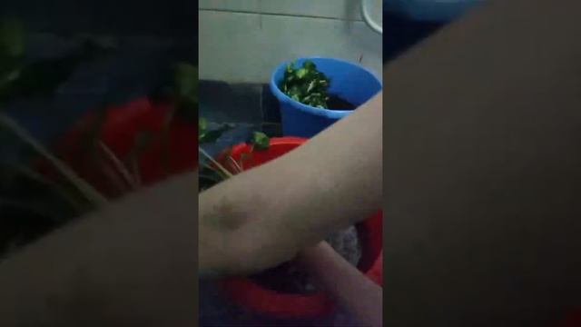Картина из живых растений на стене из сфагноого мха. смотреть онлайн
