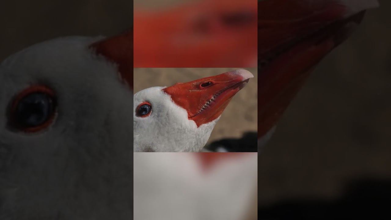 Почему гуси нападают на людей? смотреть онлайн