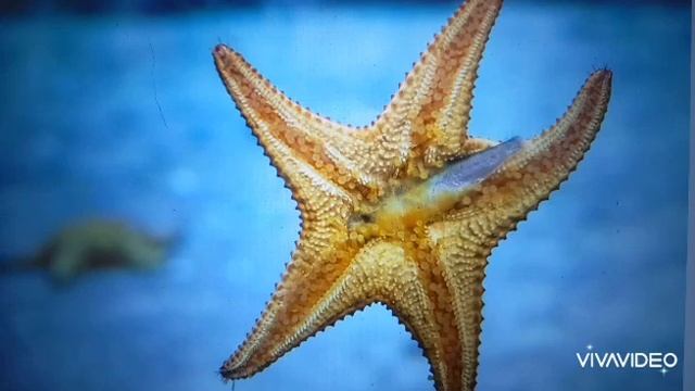 «Где рот у морской звезды?» — урок для любопытных ребят смотреть онлайн