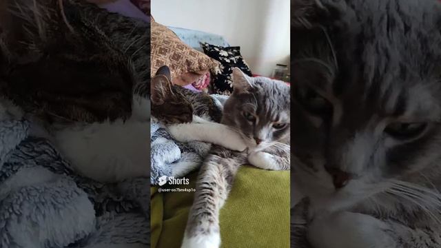 Кошачья мудрость