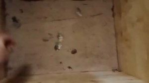 САМЫЙ ВКУСНЫЙ ЯЗЬ, Язь-колодка (колодкой), засолка язя сухим способом