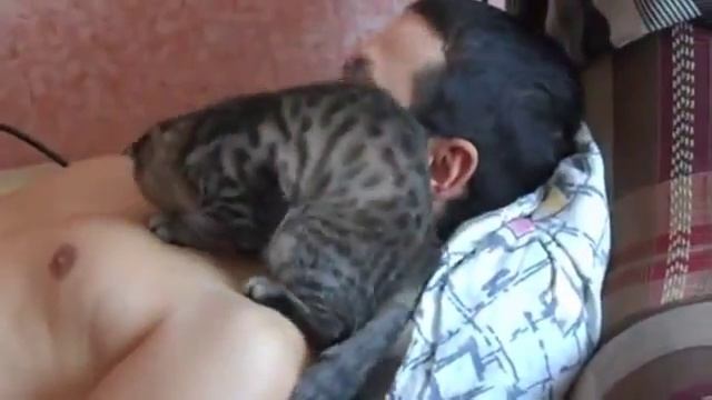 Кот любит своего хозяина смотреть онлайн