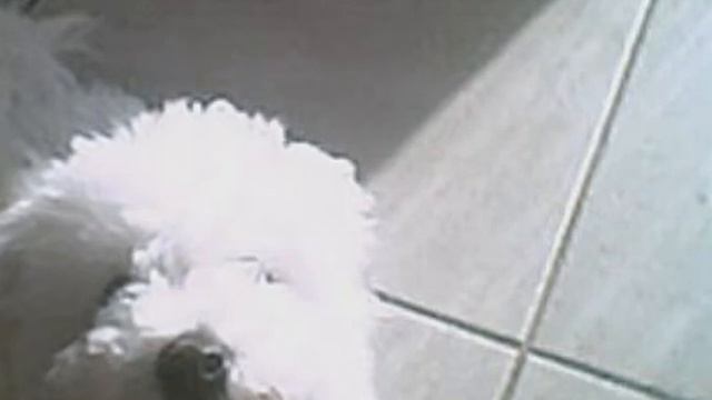 My cool puppy Cha Cha смотреть онлайн