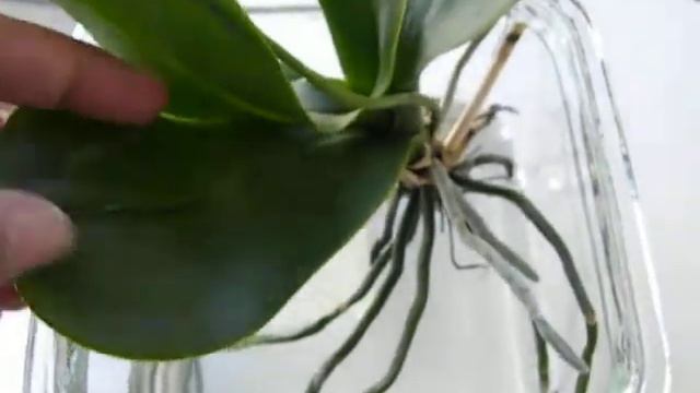 Phal aphrodite in bloom ( just!) смотреть онлайн