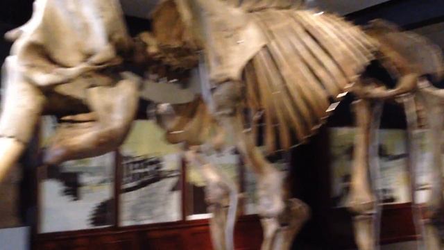 Maharajah the Elephant Skeleton. смотреть онлайн