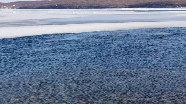Дикие Морские котики на маяке во Владивостоке. смотреть онлайн