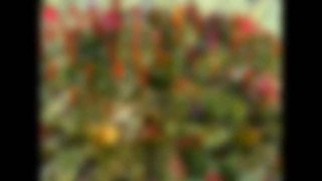 ЦЕЛОЗИЯ (CELOSIA) сем. Амарантовые смотреть онлайн