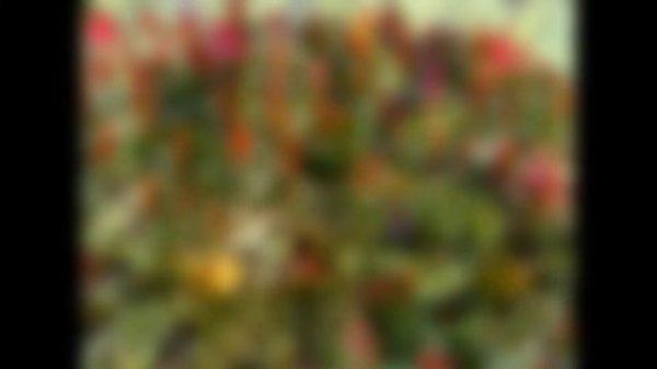 ЦЕЛОЗИЯ  (CELOSIA)  сем. Амарантовые