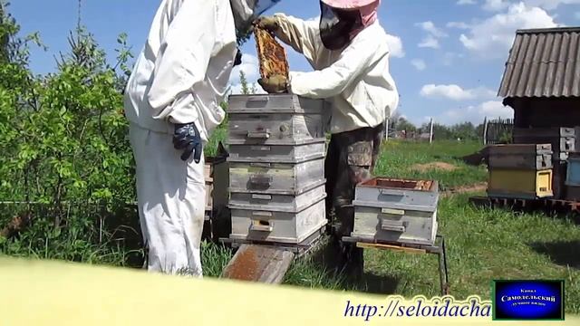 Деление семей. Многокорпусный улей. Пчеловодство для начинающих. смотреть онлайн