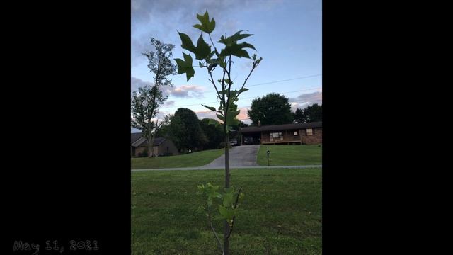 Spring 2021 Update - Tulip Poplar Trees - Liriodendron tulipifera смотреть онлайн