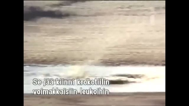 Версус! ЛЕВ ПРОТИВ СЛОНА, крокодила, носорога! На что способен ЛЕВ! смотреть онлайн