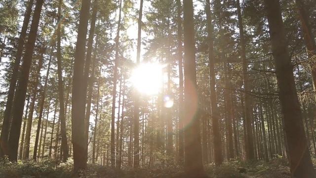 BEFORE YOU BUY! Seed and Sickle vs Woodlands Wardens Oracle Deck Comparison смотреть онлайн