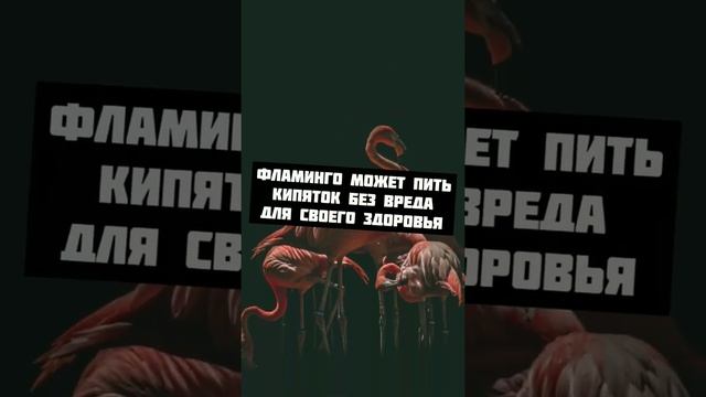 Интересный факт про Фламинго смотреть онлайн