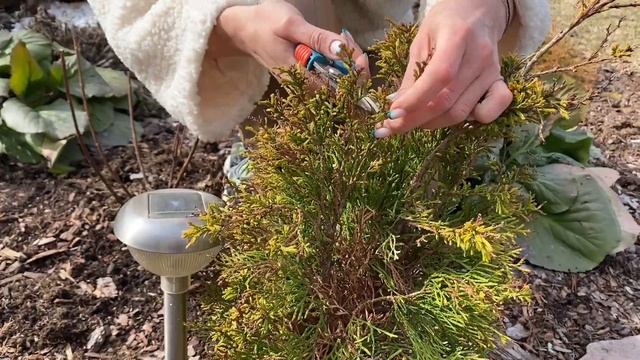 ЧТО ДЕЛАТЬ С ХВОЙНЫМИ РАСТЕНИЯМИ ВЕСНОЙ смотреть онлайн