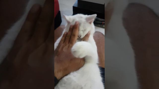 Surrendered Turkish Van Cat And Tuxedo Cat | Van Ya Da Smokinli? Hangisini Seveceğimi Şaşırdım
