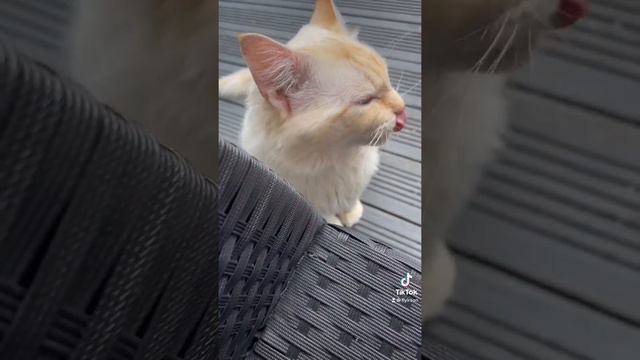 Ragdollcat Mario on balcony/рэгдолл кошка точит когти смотреть онлайн