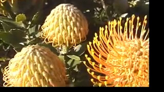 Protea.mov смотреть онлайн