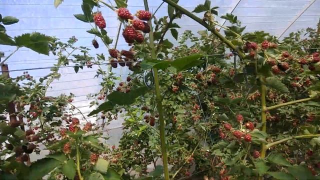Обзор теплицы с ежевикой. Ежевика имеет вес смотреть онлайн