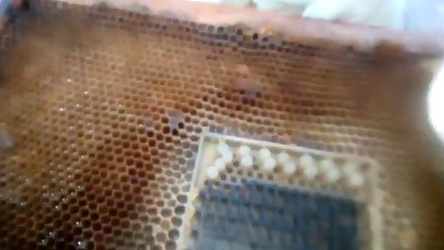 Как проходит закладка маток вторично? смотреть онлайн