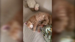 Какой маленький, какой хорошенький. Вкусный наверное.