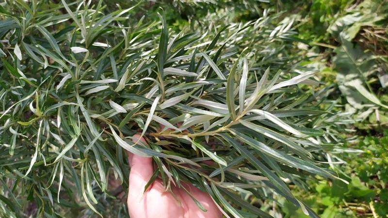 Выращивание и размножение облепихи. смотреть онлайн