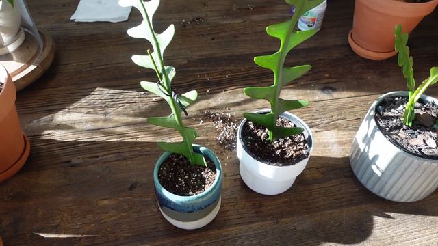 Plant Propagation! Water Propagation (Monstera), Cactus Propagatgion (Fishbone) + Acalypha Hispida! смотреть онлайн