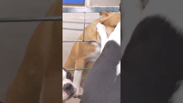 A raça cão boston terrier, veja que aconteceu... смотреть онлайн