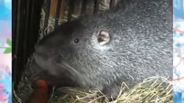 Нутрії смотреть онлайн