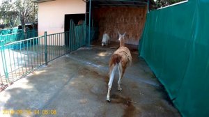 Зоопарк в Сочи