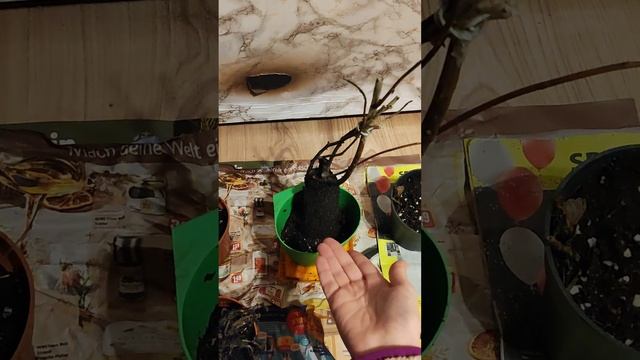 Не делайте так. Мои пропавшие растения. смотреть онлайн