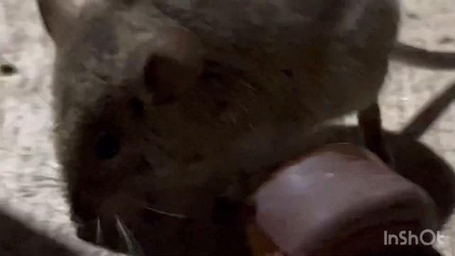 Мышь Укусила за палец!!! смотреть онлайн