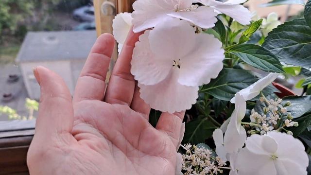 Крупнолиста гортензія "Наречена втікачка" ("Runawey Bride"). Квітування травень 2023 року смотреть онлайн