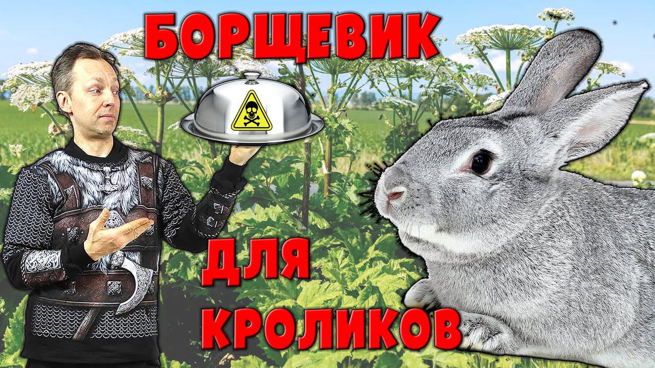 Борщевик для кроликов смотреть онлайн