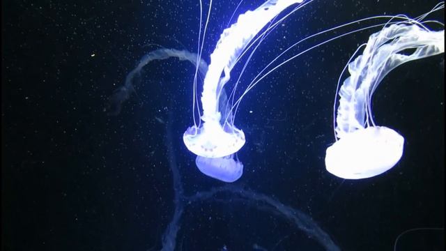 **НЕЖНАЯ МУЗЫКА ДЛЯ МЕДИТАЦИИ** Подводный мир. ** GENTLE MUSIC FOR MEDITATION** Underwater world. смотреть онлайн