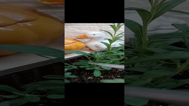 СДЕЛАЙТЕ ТАК С ЛАВАНДОЙ!!! смотреть онлайн