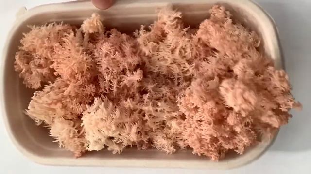 Hericium novae-zealandiae slo-mo jiggle смотреть онлайн