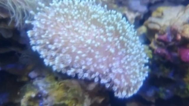 Аквариум глазами рыбок. Погрузился на дно аквариума смотреть онлайн