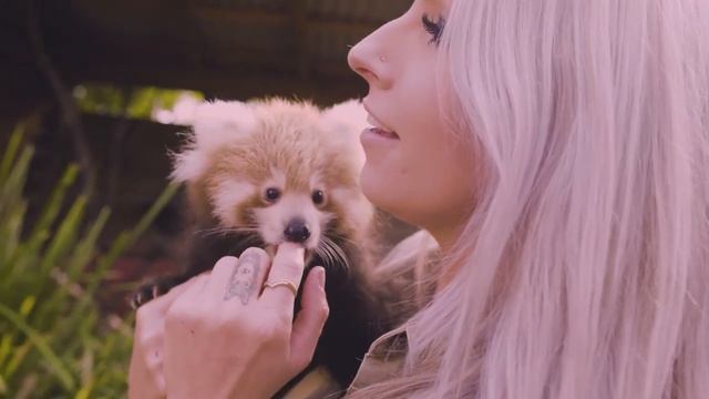 Cutest Red Panda Compilation Ever