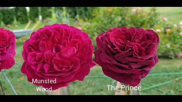 Самые тёмные английские розы: Falstaff, Munsted Wood, The Prince, W. Shakespeare 2000 смотреть онлайн