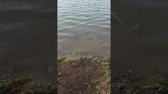 рыбалка с женой🥰 смотреть онлайн