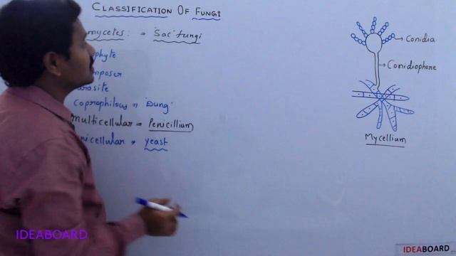DAY 16: PHYCOMYCETES AND ASCOMYCETES смотреть онлайн