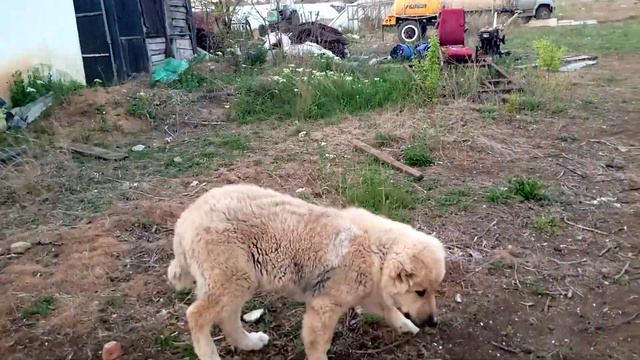 Алабай Бек 4.5 мес. 38кг. 63см. в холке. смотреть онлайн