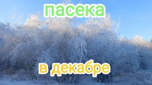 Как зимуют пчёлы? Пчеловодство!